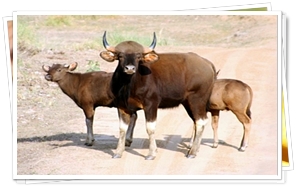 Kanha National Park, Madhya Pradesh