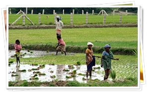 Kerala Paddy Feilds