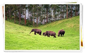 Munnar, Kerala
