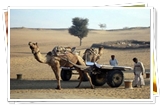 Camel Cart Safari at Khimsar 